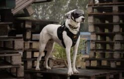 Always Prepared © Pro K9 Hondentuig - Anti Trek - Y Tuig - Middel En Grote Hond - Veiligheidstuig -Hondenbenodigdheden Korting 1200x761 3