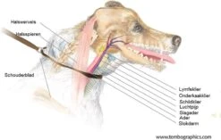 Anny.X Hondentuig Y Tuig Bruin Barnsteen Maat L Geschikt Voor Borstomvang 70-86cm -Hondenbenodigdheden Korting 1200x765 2