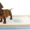 EasyPets Padhouder Honden Toilet