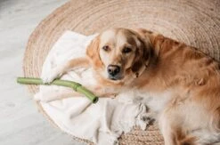 Beeztees Sumo Fit Stick - Hondenspeelgoed - Rubber - Oranje - 50 Cm 15 Beeztees Sumo Fit Stick - Hondenspeelgoed - Rubber - Oranje - 50 Cm -Hondenbenodigdheden Korting 1200x793 9