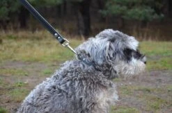 Hondenriem Leer - 2 Meter - Zwart - Hoge Kwaliteit Leer - Lederen Hondenriem - Ambachtelijk Gemaakt In Portugal -Hondenbenodigdheden Korting 1200x794 6