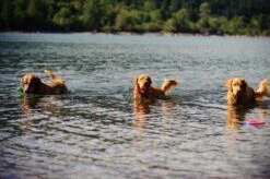 Chuckit! Chuckit Ultra Ball - XXL - 11 Cm 17 Chuckit! Chuckit Ultra Ball - XXL - 11 Cm -Hondenbenodigdheden Korting 1200x797 10