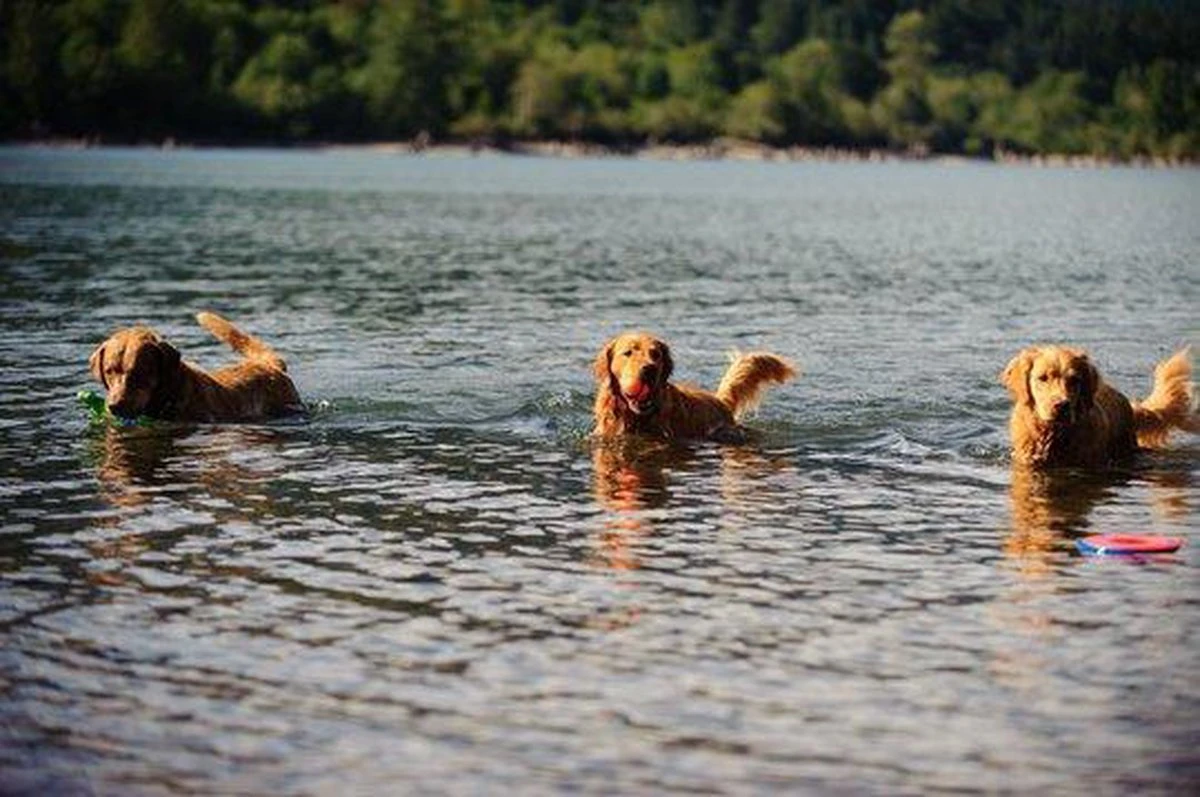 Chuckit! Chuckit Ultra Ball - XXL - 11 Cm 3 Chuckit! Chuckit Ultra Ball - XXL - 11 Cm - Afbeelding 3