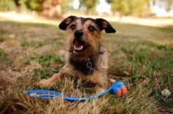 Chuckit! Ultra Ball XL – Honden Speelgoed – Ø 9 Cm – Oranje/Blauw – Apporteerspeelgoed – 1-Pack 25 Chuckit! Ultra Ball XL – Honden Speelgoed – Ø 9 Cm – Oranje/Blauw – Apporteerspeelgoed – 1-Pack -Hondenbenodigdheden Korting 1200x797 13