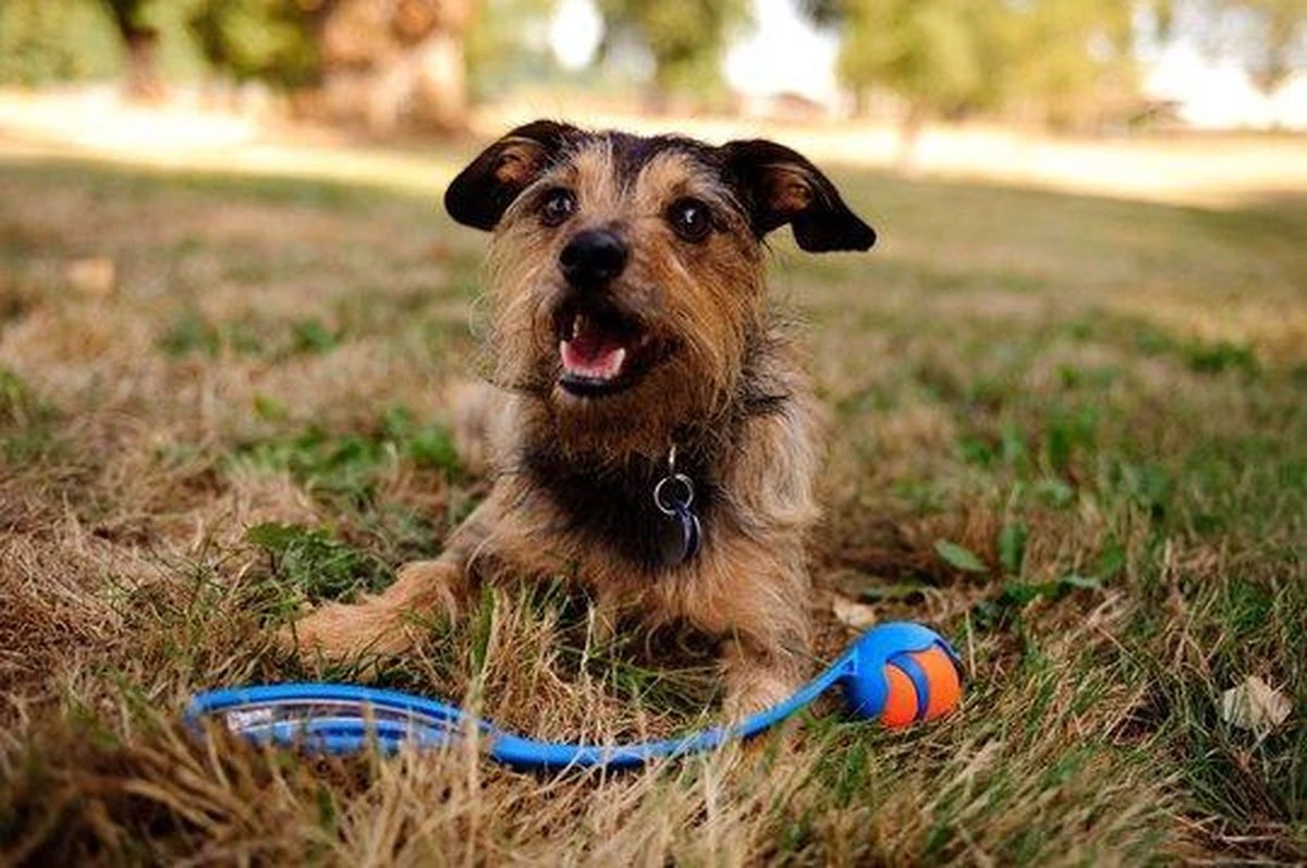 Chuckit! Ultra Ball XL – Honden Speelgoed – Ø 9 Cm – Oranje/Blauw – Apporteerspeelgoed – 1-Pack 11 Chuckit! Ultra Ball XL – Honden Speelgoed – Ø 9 Cm – Oranje/Blauw – Apporteerspeelgoed – 1-Pack - Afbeelding 11