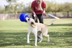 Jolly Pets Jolly Soccer Ball – Hondenspeelgoed – Hondenspeeltjes Voor Binnen En Buiten – Hondenbal Voor Honden – Hondenvoetbal – Jollyflex Stevig Kunststof – Drijvend Hondenspeeltje – Ø20cm – Licht Blauw -Hondenbenodigdheden Korting 1200x797 14