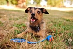 Chuckit! Ultra Ball M – Honden Speelgoed – Hondenbal– Drijft Op Water – Stuitert – Veilig Voor Gebit – Honden Bal – Ideaal Met De Ballenwerper – Ø 6cm – Oranje/Blauw – Hondenspeeltjes– 4-Pack 9 Chuckit! Ultra Ball M – Honden Speelgoed – Hondenbal– Drijft Op Water – Stuitert – Veilig Voor Gebit – Honden Bal – Ideaal Met De Ballenwerper – Ø 6cm – Oranje/Blauw – Hondenspeeltjes– 4-Pack -Hondenbenodigdheden Korting 1200x797 15