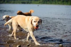 Chuckit! Ultra Ball M – Honden Speelgoed – Hondenbal– Drijft Op Water – Stuitert – Veilig Voor Gebit – Honden Bal – Ideaal Met De Ballenwerper – Ø 6cm – Oranje/Blauw – Hondenspeeltjes– 4-Pack 11 Chuckit! Ultra Ball M – Honden Speelgoed – Hondenbal– Drijft Op Water – Stuitert – Veilig Voor Gebit – Honden Bal – Ideaal Met De Ballenwerper – Ø 6cm – Oranje/Blauw – Hondenspeeltjes– 4-Pack -Hondenbenodigdheden Korting 1200x797 16