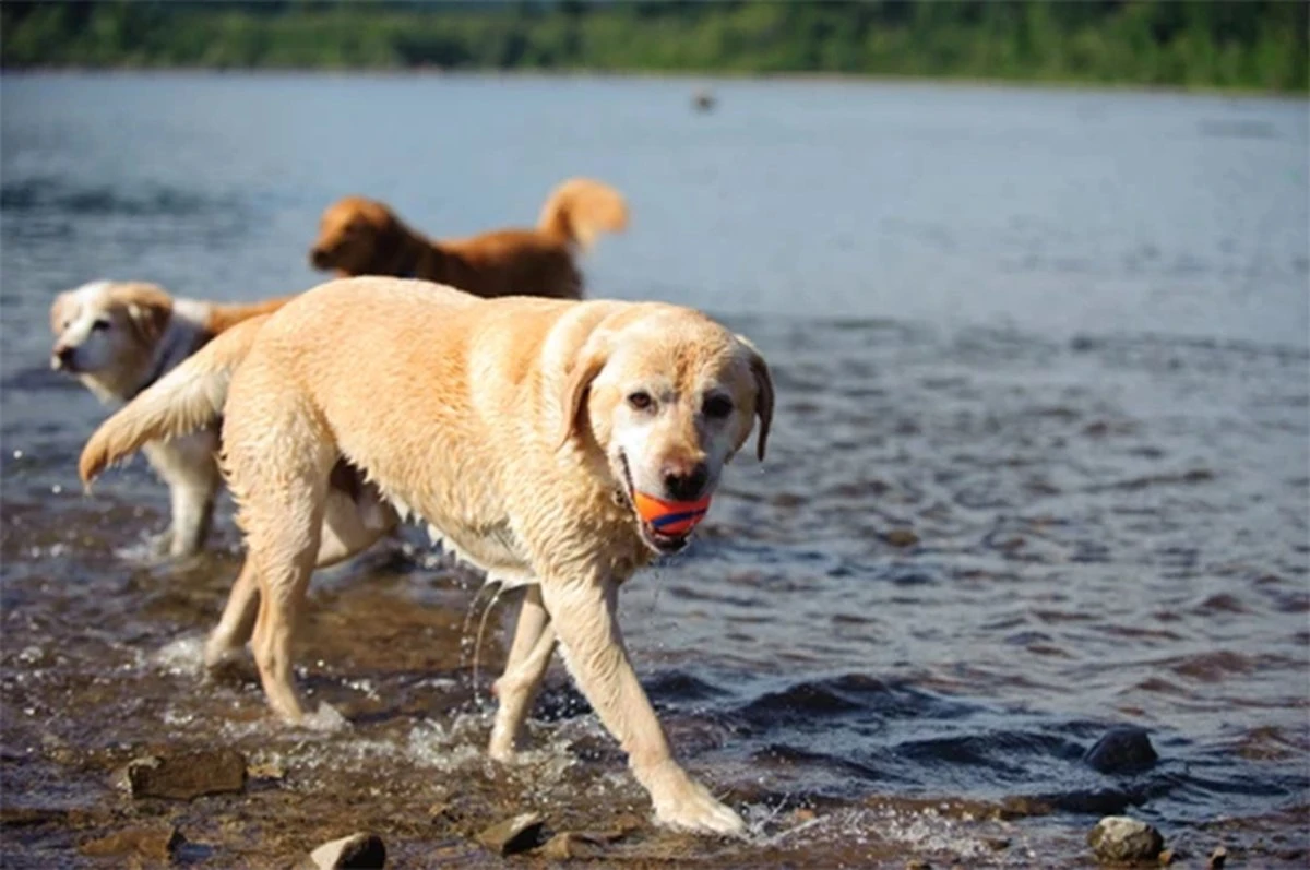 Chuckit! Ultra Ball M – Honden Speelgoed – Hondenbal– Drijft Op Water – Stuitert – Veilig Voor Gebit – Honden Bal – Ideaal Met De Ballenwerper – Ø 6cm – Oranje/Blauw – Hondenspeeltjes– 4-Pack 6 Chuckit! Ultra Ball M – Honden Speelgoed – Hondenbal– Drijft Op Water – Stuitert – Veilig Voor Gebit – Honden Bal – Ideaal Met De Ballenwerper – Ø 6cm – Oranje/Blauw – Hondenspeeltjes– 4-Pack - Afbeelding 6