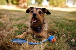 Chuckit! Chuckit Ultra Ball Hondenspeelgoed - Oranje - M - 2 Ballen - Ø 6cm -Hondenbenodigdheden Korting 1200x797 5