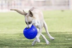 Jolly Pets Jolly Soccer Ball – Hondenspeelgoed – Apporteerspeelgoed– Jollyflex Stevig Kunststof – Drijvend Hondenspeeltje – Ø15cm – Licht Blauw -Hondenbenodigdheden Korting 1200x798 10