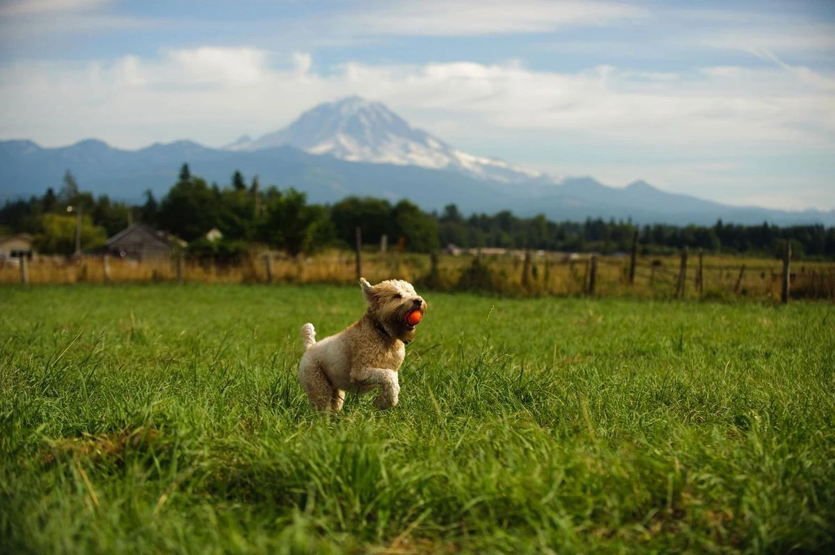 Chuckit! Chuckit Ultra Ball - XXL - 11 Cm 2 Chuckit! Chuckit Ultra Ball - XXL - 11 Cm - Afbeelding 2