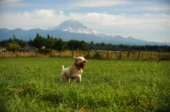 Chuckit! Ultra Ball XL – Honden Speelgoed – Ø 9 Cm – Oranje/Blauw – Apporteerspeelgoed – 1-Pack 21 Chuckit! Ultra Ball XL – Honden Speelgoed – Ø 9 Cm – Oranje/Blauw – Apporteerspeelgoed – 1-Pack -Hondenbenodigdheden Korting 1200x798 17