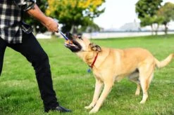 Chuckit! Chuckit Ultra Tug – Hondenspeelgoed - Blauw/Oranje – Large - ø 7 Cm -Hondenbenodigdheden Korting 1200x798 19