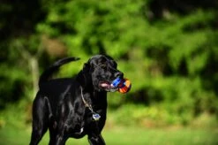 Chuckit! Chuckit Ultra Tug – Hondenspeelgoed - Blauw/Oranje – Large - ø 7 Cm -Hondenbenodigdheden Korting 1200x798 20