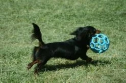 JW HOL-EE ROLLER Medium – Hondenbal Rubber – 11,5 Cm -Hondenbenodigdheden Korting 1200x798 24