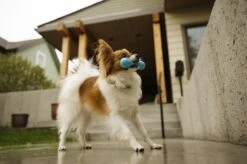 West Paw Zogoflex Hurley - Super Sterk Kauwbot Voor Honden - Kleur: Blauw, Maat: Large -Hondenbenodigdheden Korting 1200x798 25