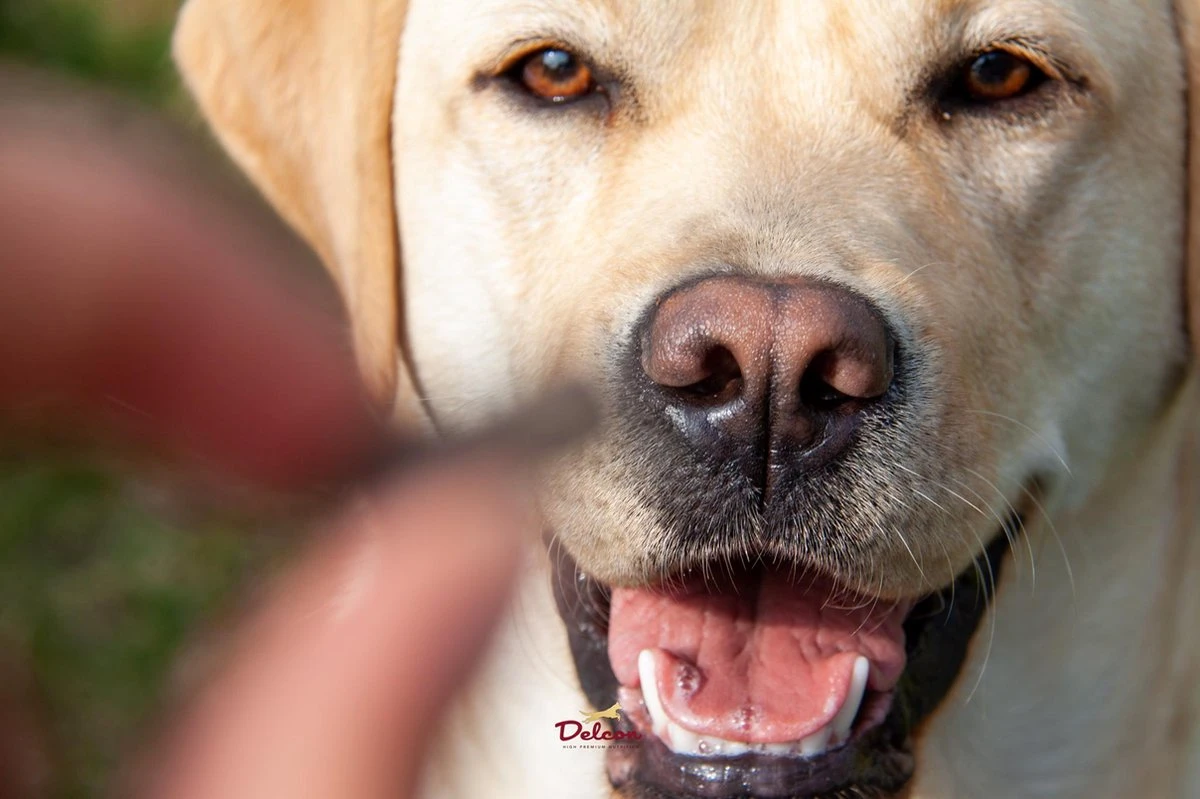 Delcon - Premium Hondenvoer - Puppy - 12kg 5 Delcon - Premium Hondenvoer - Puppy - 12kg - Afbeelding 5