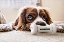 Wickedbone - Automatisch, Interactief En Intelligent Speelgoed Voor Honden - App & Bluetooth Bestuurbaar - USB Oplaadbaar -Hondenbenodigdheden Korting 1200x799 43