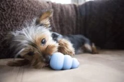 Kong Puppy - Kauwbot Hondenspeelgoed Small - Kauwbot - 85mm X 42mm - Groen/Wit -Hondenbenodigdheden Korting 1200x799 49