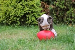 Jolly Pets Jolly Egg Hondenspeelgoed – Stevige Hondenbal – Gemaakt Van Extreem Duurzaam Kunststof – Geschikt Voor De Grotere Hond – Hondenspeeltjes – Weerbestendig - 30cm – Rood -Hondenbenodigdheden Korting 1200x799 53