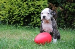 Jolly Pets Jolly Egg Hondenspeelgoed – Stevige Hondenbal – Gemaakt Van Extreem Duurzaam Kunststof – Geschikt Voor De Grotere Hond – Hondenspeeltjes – Weerbestendig - 30cm – Rood -Hondenbenodigdheden Korting 1200x799 54