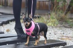 Puppia Soft Hondenharnas - M - Beige -Hondenbenodigdheden Korting 1200x799 62