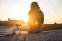 Julius K9 Julius-K9 IDC®Powertuig, XS - Mini-Mini, Camouflage -Hondenbenodigdheden Korting 1200x799 64