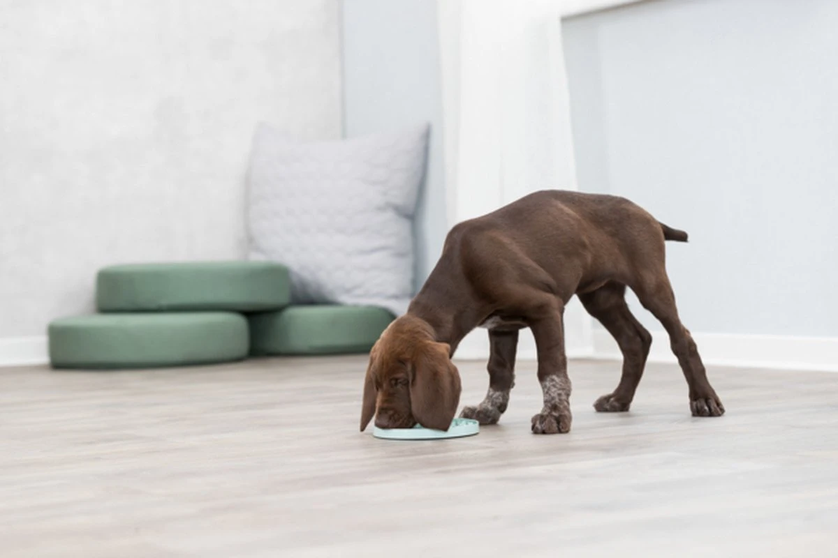 Trixie Junior Likplaat Mintgroen - 21X21 CM 2 Trixie Junior Likplaat Mintgroen - 21X21 CM - Afbeelding 2