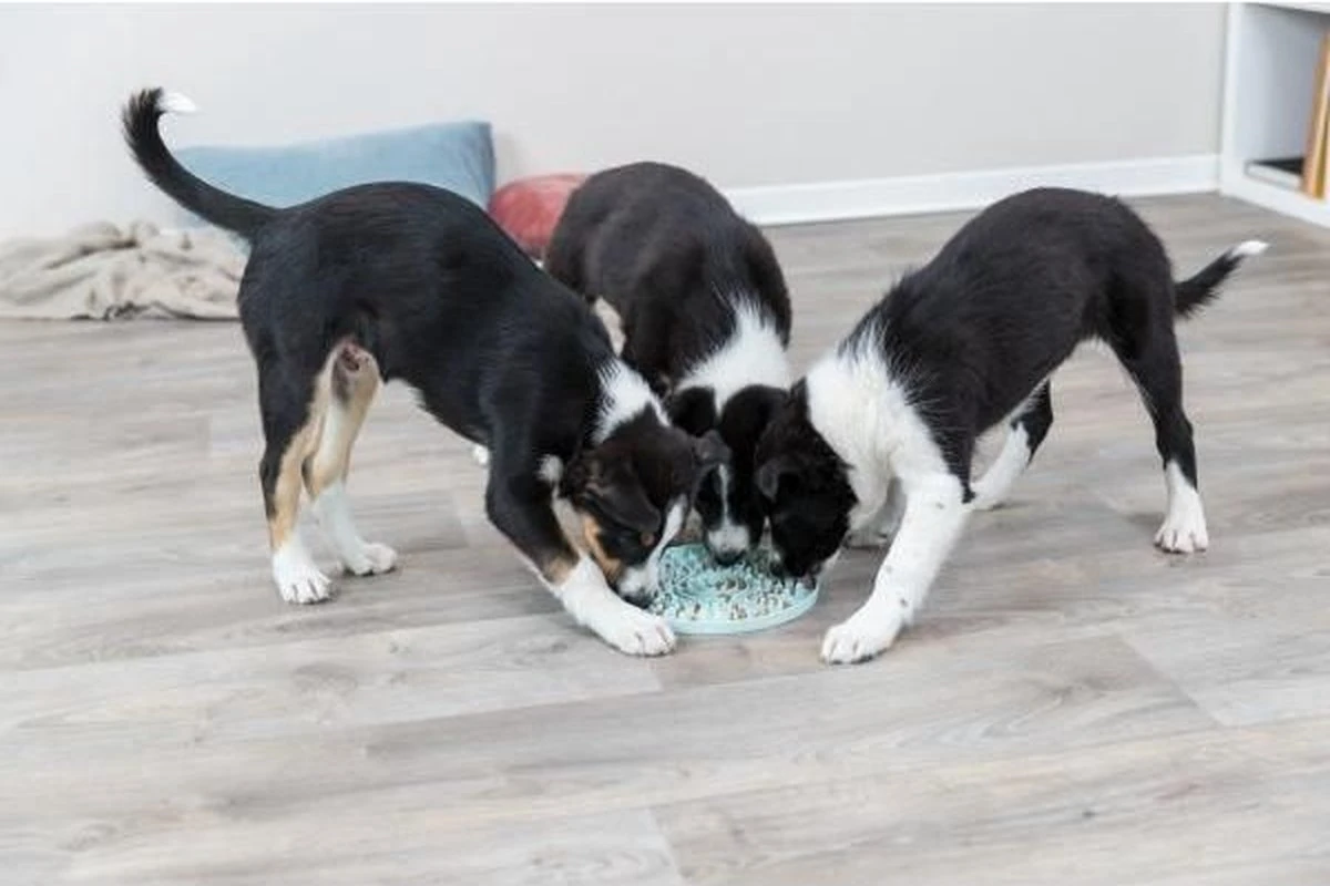 Trixie Junior Likplaat Mintgroen - 21X21 CM 6 Trixie Junior Likplaat Mintgroen - 21X21 CM - Afbeelding 6