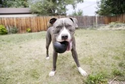 Kong Extreme -Hondenbenodigdheden Korting 1200x800 111