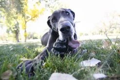 Kong Extreme -Hondenbenodigdheden Korting 1200x800 112