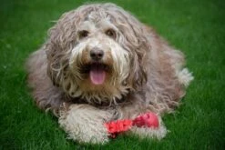 Kauwbot Hond Extra Sterk Kauwspeelgoed Melk Geur Smaak Honden Speelgoed - Rood Wit - Dutchwide -Hondenbenodigdheden Korting 1200x800 113