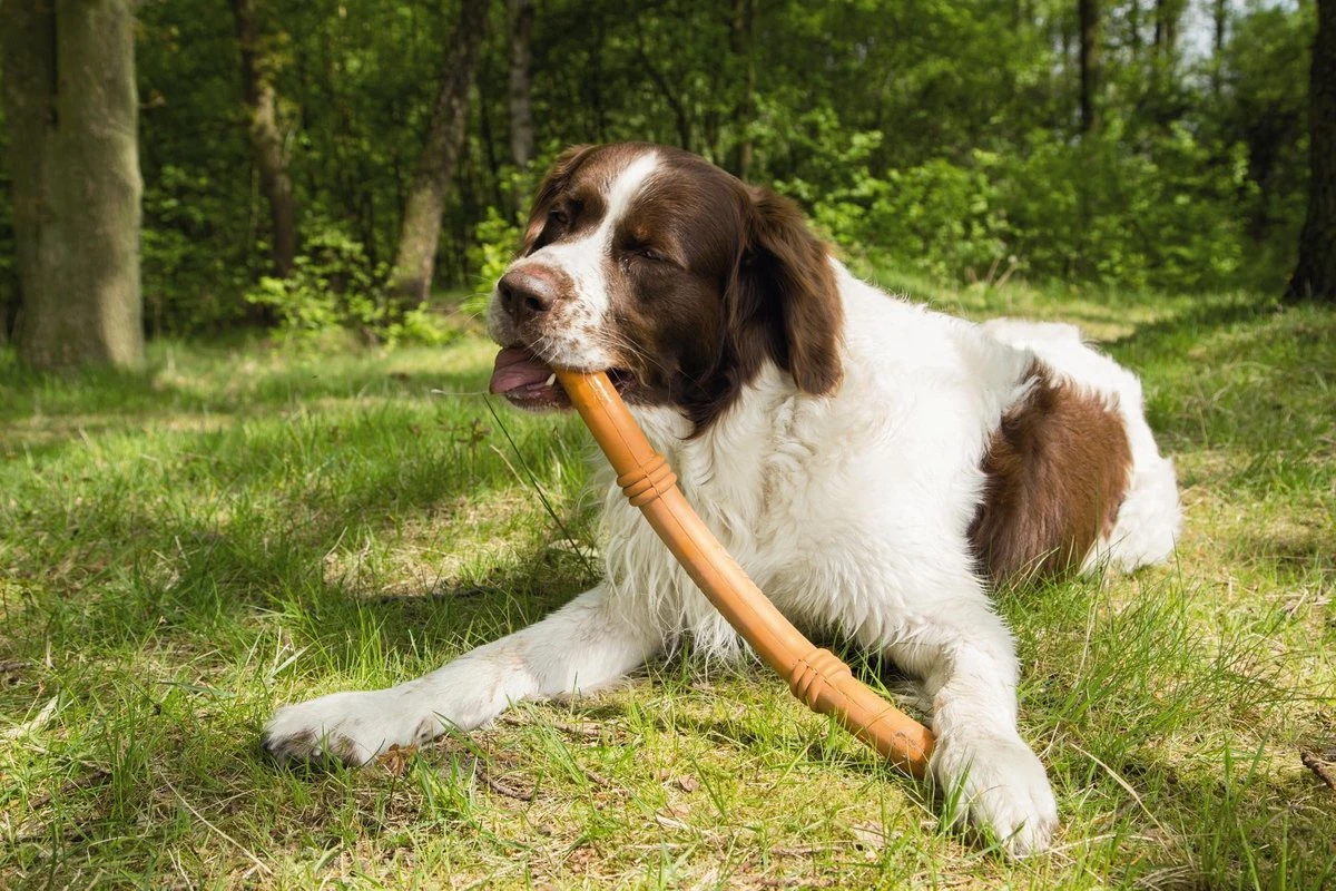 Beeztees Sumo Fit Stick - Hondenspeelgoed - Rubber - Oranje - 50 Cm 4 Beeztees Sumo Fit Stick - Hondenspeelgoed - Rubber - Oranje - 50 Cm - Afbeelding 4