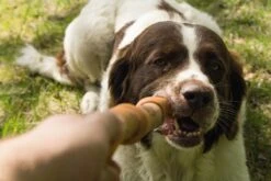 Beeztees Sumo Fit Stick - Hondenspeelgoed - Rubber - Oranje - 50 Cm 14 Beeztees Sumo Fit Stick - Hondenspeelgoed - Rubber - Oranje - 50 Cm -Hondenbenodigdheden Korting 1200x800 118