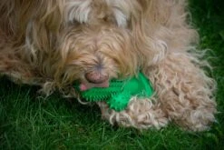 Tandenborstel + TANDPASTA Hond Melk Geur Smaak En Piep Honden Speelgoed - Cactus Dog Toy Tandverzorging Kauwbotten Hondenspeelgoed Hondenbot Kauwstaaf Tanden Puppy Hondenspeeltje Sterk Kauwspeelgoed - Dutchwide -Hondenbenodigdheden Korting 1200x800 157