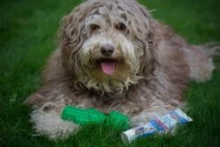 Tandenborstel + TANDPASTA Hond Melk Geur Smaak En Piep Honden Speelgoed - Cactus Dog Toy Tandverzorging Kauwbotten Hondenspeelgoed Hondenbot Kauwstaaf Tanden Puppy Hondenspeeltje Sterk Kauwspeelgoed - Dutchwide -Hondenbenodigdheden Korting 1200x800 158