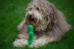 Tandenborstel + TANDPASTA Hond Melk Geur Smaak En Piep Honden Speelgoed - Cactus Dog Toy Tandverzorging Kauwbotten Hondenspeelgoed Hondenbot Kauwstaaf Tanden Puppy Hondenspeeltje Sterk Kauwspeelgoed - Dutchwide -Hondenbenodigdheden Korting 1200x800 159