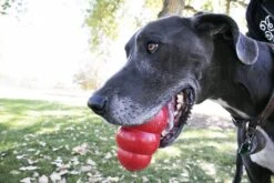 Kong Kauwbot - Hondenspeelgoed - Rood - L -Hondenbenodigdheden Korting 1200x800 160