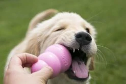 Kong Puppy - Hondenspeelgoed - Assorti - M 35 Kong Puppy - Hondenspeelgoed - Assorti - M -Hondenbenodigdheden Korting 1200x800 177