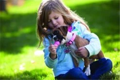 Kong Puppy - Hondenspeelgoed - Assorti - M 39 Kong Puppy - Hondenspeelgoed - Assorti - M -Hondenbenodigdheden Korting 1200x800 180