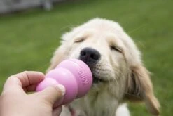 Kong Puppy - Kauwbot Hondenspeelgoed Small - Kauwbot - 85mm X 42mm - Groen/Wit -Hondenbenodigdheden Korting 1200x800 185