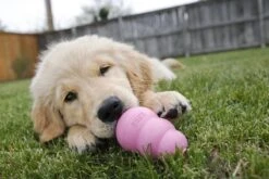 Kong Puppy - Kauwbot Hondenspeelgoed Small - Kauwbot - 85mm X 42mm - Groen/Wit -Hondenbenodigdheden Korting 1200x800 186