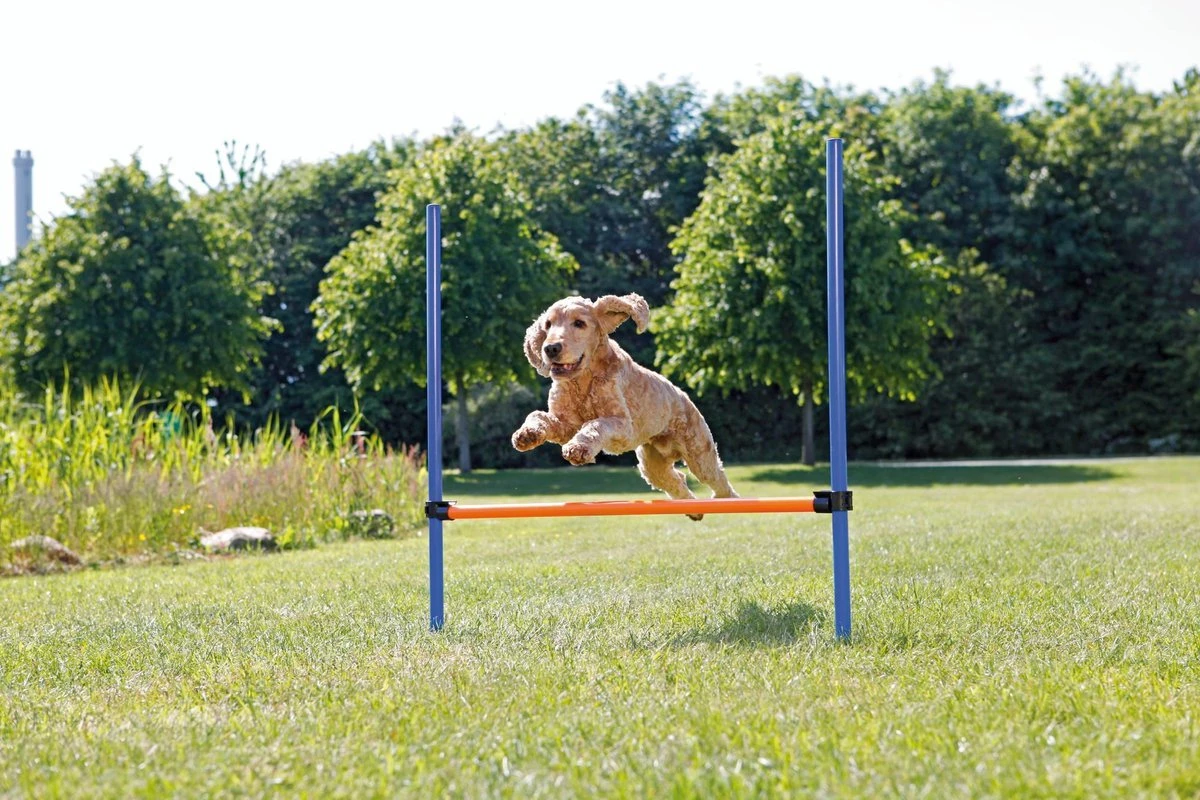 Trixie Dog Activity Agility Horde - Blauw/Oranje - 123 X 115 X 3 Cm 6 Trixie Dog Activity Agility Horde - Blauw/Oranje - 123 X 115 X 3 Cm - Afbeelding 6