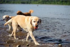 Chuckit! Ultra Ball L – Honden Speelgoed – Apporteren – Drijft Op Water – Stuitert – Veilig Voor Gebit – Honden Bal – Ideaal Met De Ballenwerper – Ø 7cm – Oranje/Blauw – Apporteerspeelgoed – 2-Pack -Hondenbenodigdheden Korting 1200x800 193