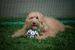 Honden Speelgoed Bal Voetbal Extra Sterk Met Handvaten Ball Hondenbal - 15 Cm - Dutchwide -Hondenbenodigdheden Korting 1200x800 197