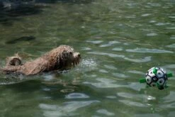 Honden Speelgoed Bal Voetbal Extra Sterk Met Handvaten Ball Hondenbal - 15 Cm - Dutchwide -Hondenbenodigdheden Korting 1200x800 199