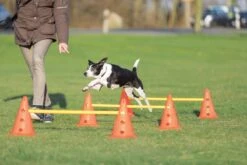 Trixie Dog Activity Hordenset - 3 ST -Hondenbenodigdheden Korting 1200x800 207