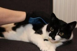 Merkloos Vachtverzorgingshandschoen -Hondenbenodigdheden Korting 1200x800 23