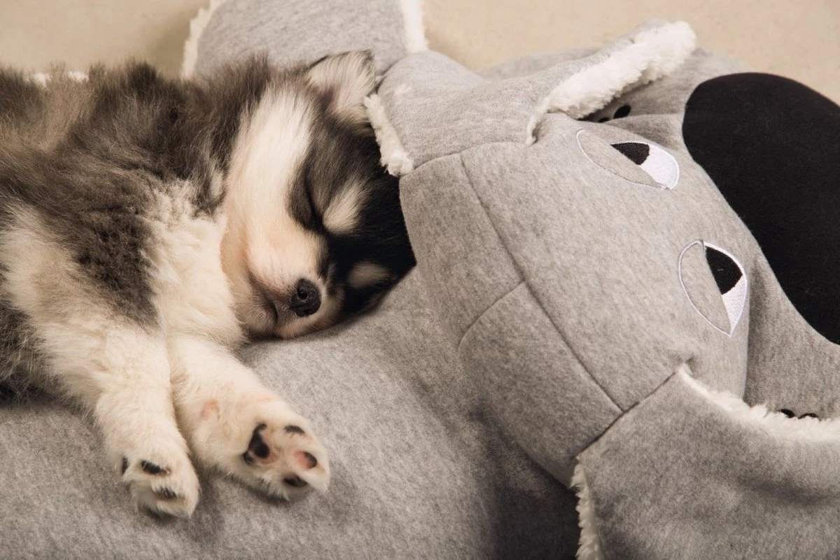 Beeztees Puppy Boomba XL - Hondenspeelgoed - Grijs - 70x40x21 Cm 2 Beeztees Puppy Boomba XL - Hondenspeelgoed - Grijs - 70x40x21 Cm - Afbeelding 2